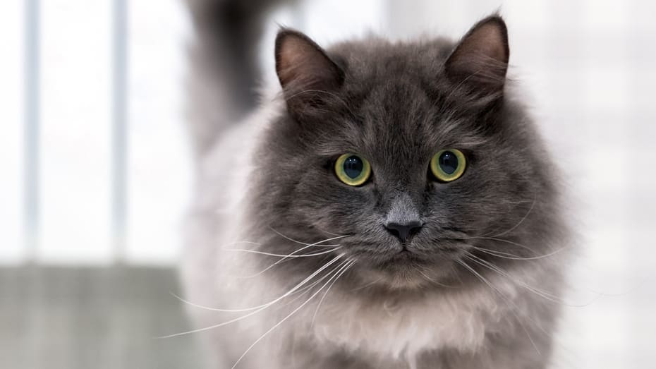 Nebelung Cat Breed Information Purina